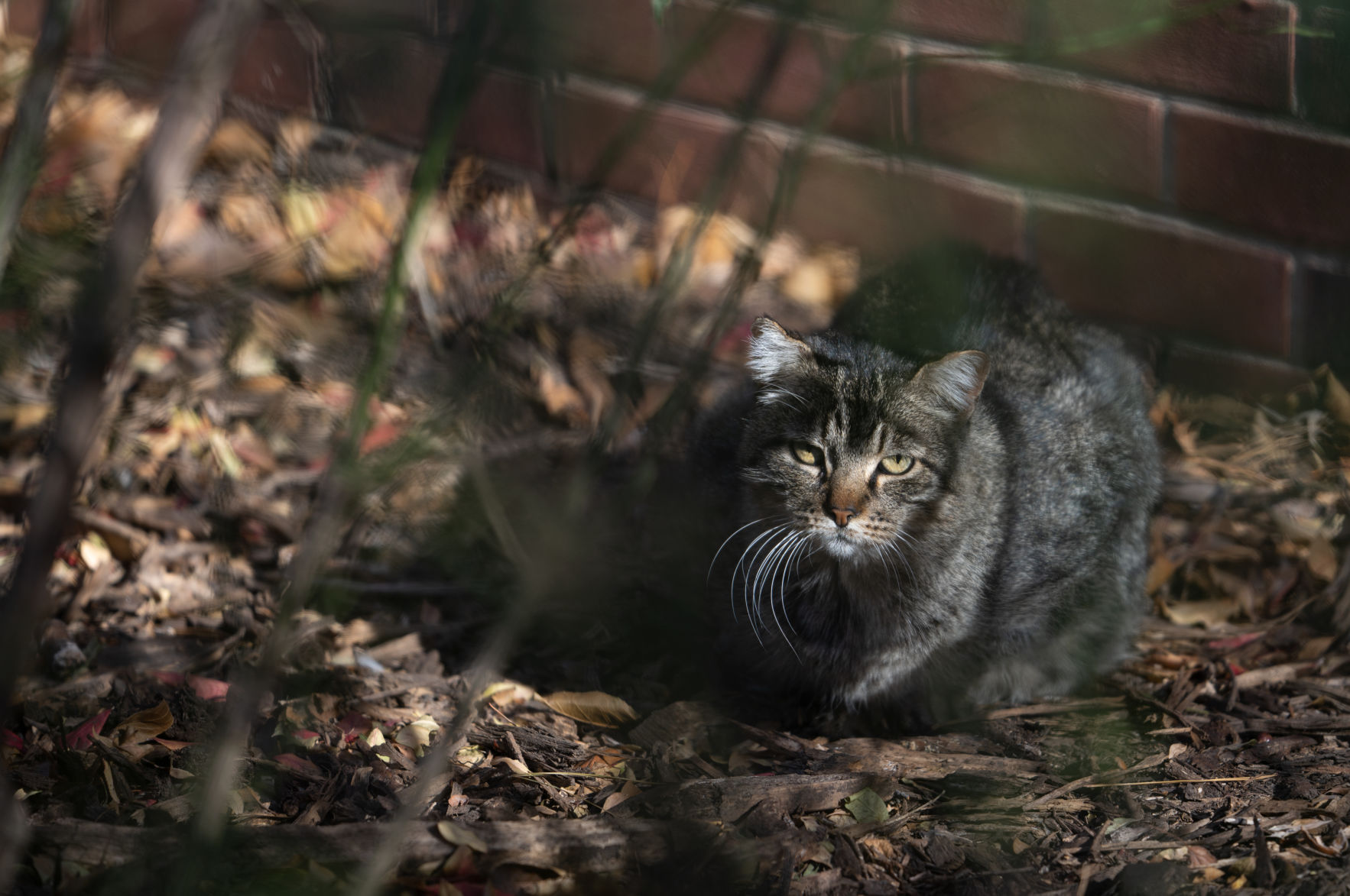 Husker Cats Photo 1